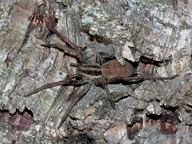 Hogna radiata
